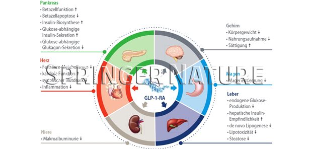 was sind glp 1 medikamente GLP-1-Rezeptoragonisten bei Typ-2-Diabetes und Adipositas