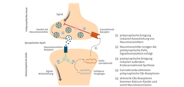 Abb. 1: Retrograde Signaltransduktion im Endocannabinoid-System; modifiziert nach [8] 
