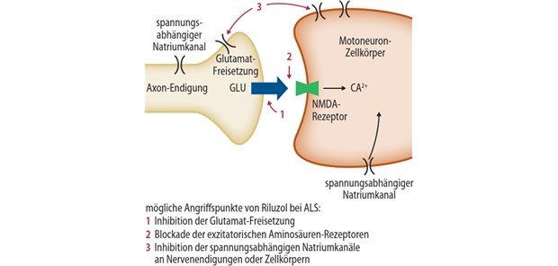 Abb. 1: Riluzol-Wirkmechanismus (nach Doble A, Neurology 1996, 47 [6 Supp 4]:S233-S241)