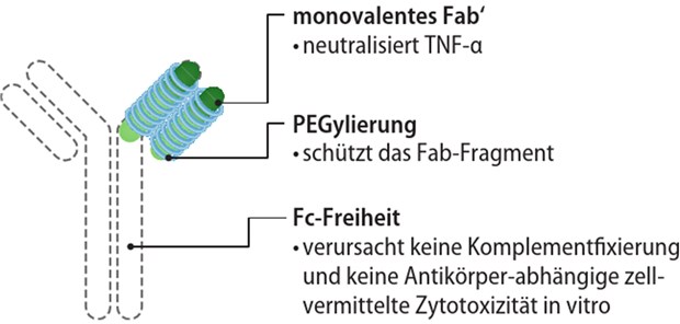 Abb. 1: Strukturelle Besonderheiten von Certolizumab Pegol; die klinische Relevanz der In-vitro Ergebnisse ist nicht bekannt (Quellen: © UCB Pharma GmbH, [1, 17])