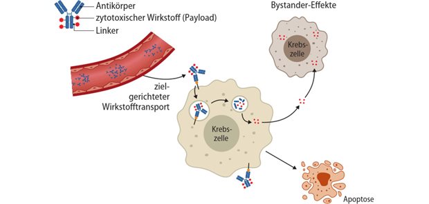 Abb. 1: Wirkmechanismus eines Antikörper-Wirkstoff-Konjugats