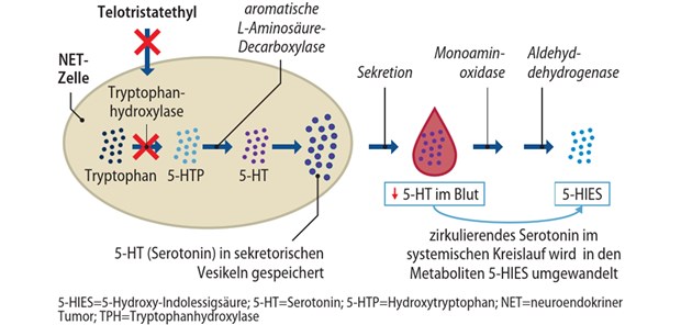 Abb. 1 Wirkungsmechanismus von Telotristatethyl (modifiziert nach [9])
