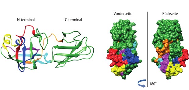 Abb. 1: lgG-bindende Epitope des Majorallergens Lol p 1, identifiziert in einem Gräser-Allergoidgemisch, links im Bändermodell, rechts im raumfüllenden Modell. Die sechs lgG-Epitope sind rot, cyan, magenta, dunkelblau, gelb und orange markiert (modifiziert nach [3,4])