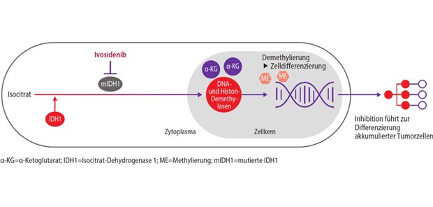 Ivosidenib als erste zielgerichtete Therapieoption zugelassen