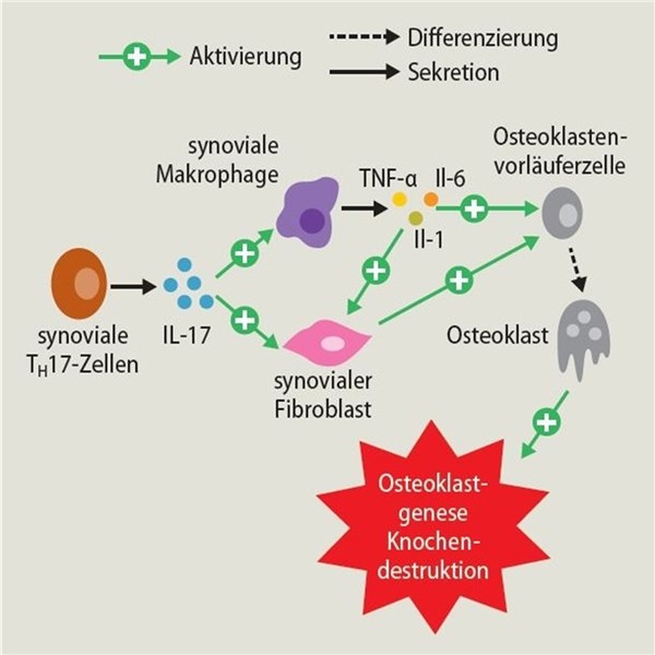 Partner in der Immunologie für mehr Lebensqualität Partner in der Immunologie für mehr Lebensqualität