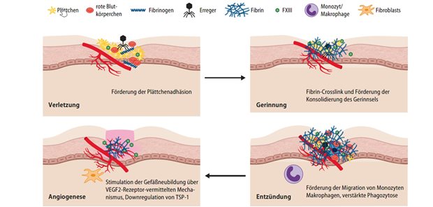Abb. 2: Vielfältige Aufgaben von Faktor XIII bei der Wundheilung