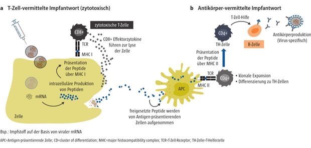 Abb.1: Reaktion des Immunsystems auf neuartige mRNA-und vektorbasierte Impfstoffe