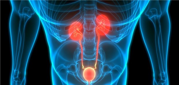 Ableitende Harnwege: Ärzte können mit Hilfe eines neuartigen Urintests künftig vielleicht häufiger auf Zystoskopien bei der Tumorkontrolle verzichten.