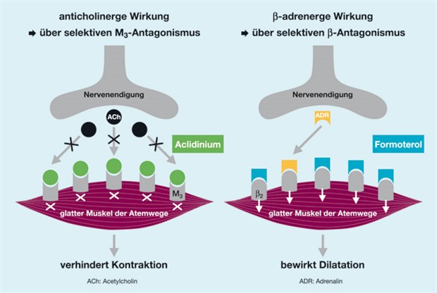 Aclidinium und Formoterol bewirken eine Bronchodilatation auf verschiedene Weise: Aclidinium verhindert die Kontraktion der glatten Atemwegsmuskulatur, Formoterol induziert deren Relaxation.
