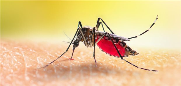 Aedes-Mücke bei der Blutmahlzeit.