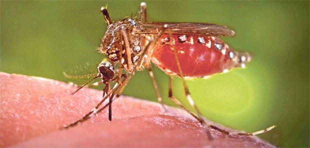 Schwangere sollten nicht nach Brasilien reisen Aedes-Mücke bei der Blutmahlzeit: Die Zika-Virus-Überträger sind tag- und dämmerungsaktiv.