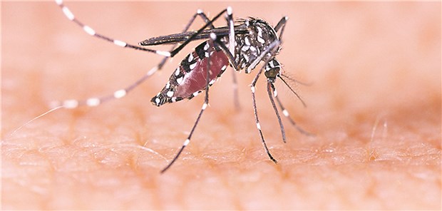 Infektiöse Stechmücken im Gepäck Aedes aegypti: Die Mücke kann das Dengue-Virus übertragen.