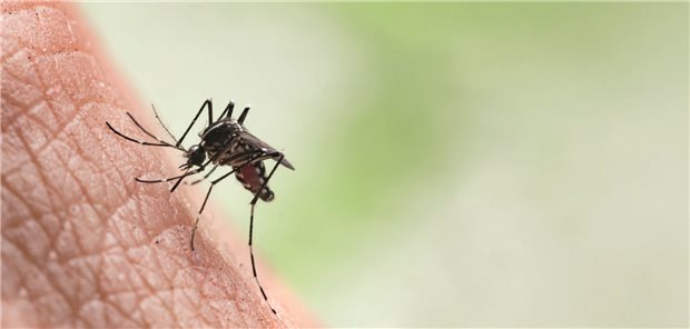 EU-Kommission lässt Impfstoff gegen Chikungunya-Viren zu Aedes aegypti: Diese Mückenart kann auch Chikungunya-Viren übertragen.