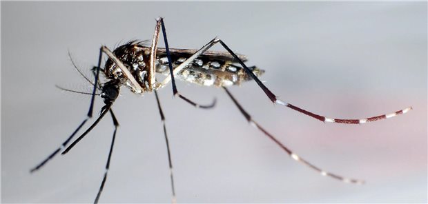 Aedes aegypti: Gegen das Insekt gibt es keine Impfung, wohl aber gegen Dengue.