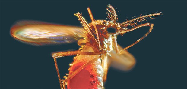 Impfstoff gibt Hoffnung Aedes aegypti nach einer Blutmahlzeit: die Überträgermücke für Dengue-Viren.