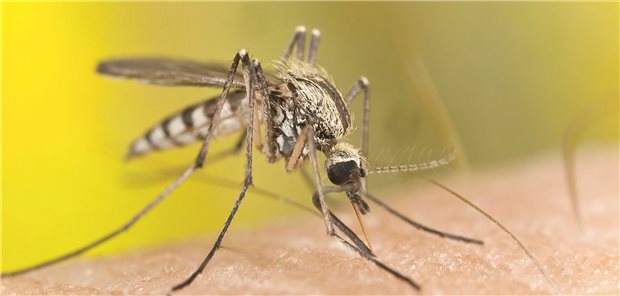 Aedes albopictus