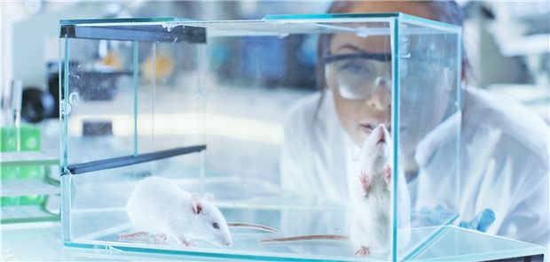 Ältere Mäusen waren kognitiv leistungsfähiger, als Forscher ihnen Liquor jüngerer Mäuse infundierten (Symbolbild).