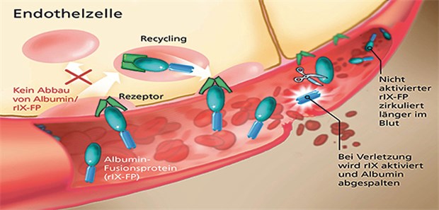 Albutrepenonacog alfa (rIX-FP) wird erst bei Verletzung aktiviert. Ein Recycling-Mechanismus verhindert den vorzeitigen Abbau von rIX-FP in den Endothelzellen, was eine verlängerte Halbwertszeit von etwa 100 Stunden bewirkt.