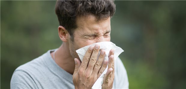 Allergische Rhinitis: Mit zunehmender Anzahl der allergischen Erkrankungen steigt einer aktuellen Studie zufolge das Demenzrisiko linear an.