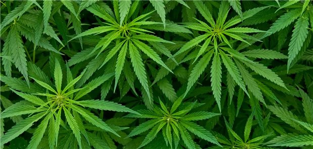 Alles Hanf: Die Ampel eckt mit ihren Plänen zur Freigabe von Cannabis zu Genusszwecken auch bei Ärztinnen und Ärzten an. Es gibt aber auch Zustimmung.
