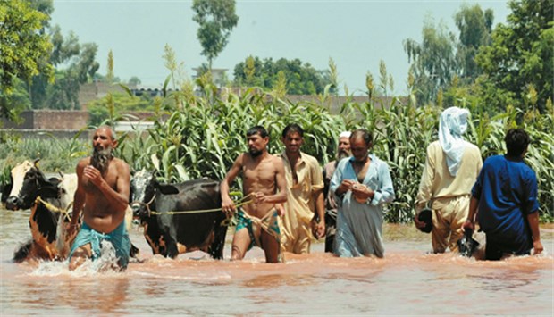 Pakistan: Millionen Menschen in Not - ein Ende der Flutkatastrophe ist nicht in Sicht Alles verloren, bis auf die Tiere: Opfer der Flut.