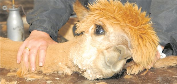 Mit Alpakas gegen Corona Alpakawolle ist wesentlich wärmer als Schafwolle. Daher müssen die Tiere vor jedem Sommer zum „Friseur“.