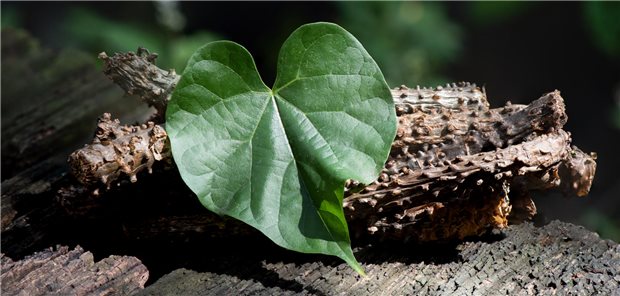 Tinospora cordifolia und ein grünes Blatt vor einem Naturhintergrund.