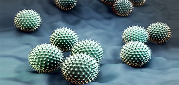 Luftverschmutzung macht Ambrosia-Pollen aggressiver Ambrosia-Pollen in schematischer Darstellung: Stickoxid scheint die hochallergenen Pflanzen noch aggressiver zu machen.