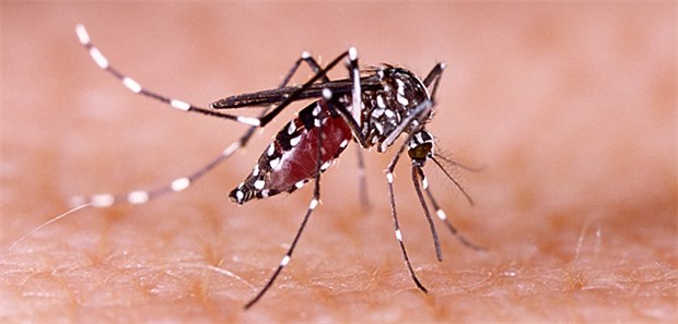 Baby mit Zika-Mikrozephalie geboren An der Ostküste der USA ist zum ersten Mal ein Baby geboren worden, das mit dem Zika-Virus infiziert ist. Das Virus wird durch Mücken übertragen.