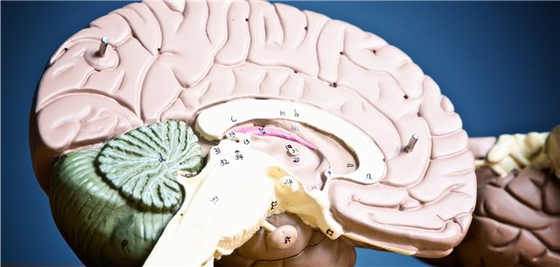 Schmerzen einfach wegzählen? Anatomisches Modell des Gehirns: Beim Rückwärtszählen ist die enge Zusammenarbeit von linker und rechter Inselrinde vonnöten.
