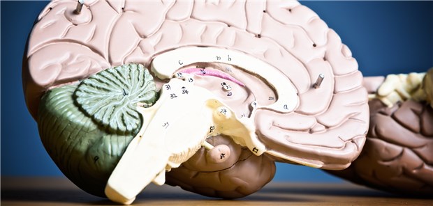 Anatomisches Modell des Gehirns: Der dorsolaterale präfrontale Cortex ist an der Schmerzverarbeitung beteiligt. Patientinnen, die zum Katastrophisieren neigten, zeigten hier während eines Tests eine höhere Aktivität.