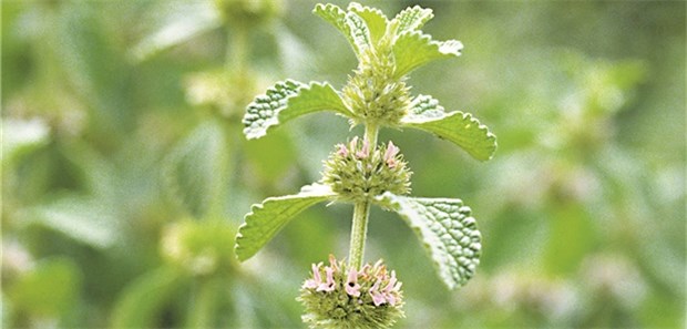 Der Andorn ist Arzneipflanze des Jahres 2018 Andorn (Marrubium vulgare).