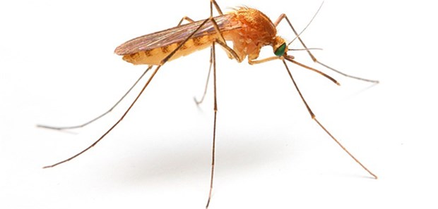 Neuer Malaria-Wirkstoff erfolgreich getestet Anopheles-Mücke: Sie gehört zu den Überträgern des Einzellers Plasmodium falciparum, dem Erreger der gefährlichen Malaria tropica