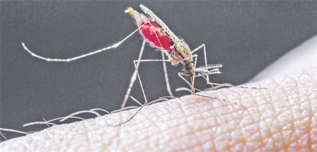 Gen-Turbo gegen Malaria und Co? Anopheles-Mücken übertragen Malaria-Erreger.