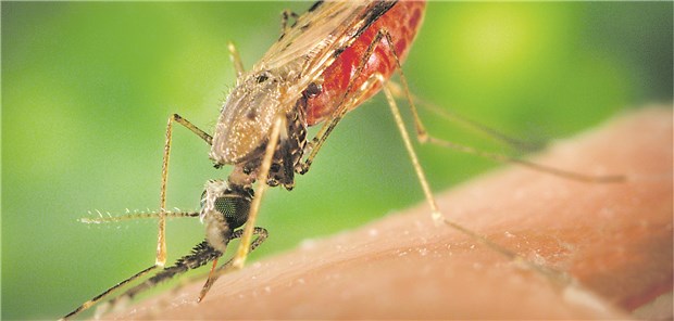WHO startet Pilotprojekt zur Malaria-Impfung Anopheles-Mücken übertragen den Malaria-Erreger: 219 Millionen von den Moskitos verursachte Erkrankungen wurden 2017 weltweit registriert.