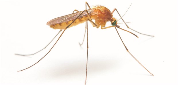 Flughafen-Malaria am Frankfurter Airport Anophelesmücken dienen als Überträger der Malaria auslösenden Sporozoiten.