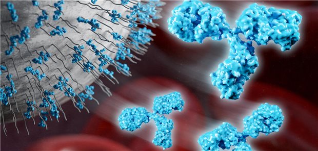 Anti-PEG Antikörper zirkulieren im Blut vieler Menschen und binden an PEGylierte Nanoträger.