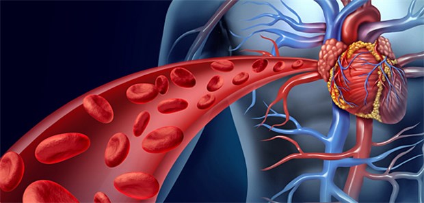 Übersehener Faktor senkt Blutungsrisiko Antikoagulation ohne Blutungsrisiko - diesem Ziel sind Forscher im Mausversuch etwas näher gekommen.