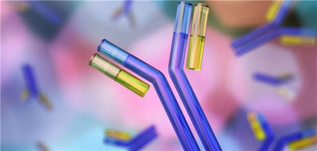 Antikörper binden normalerweise an Pathogene. Bei Autoantikörpern werden körpereigene Strukturen fälschlicherweise als Erreger erkannt.