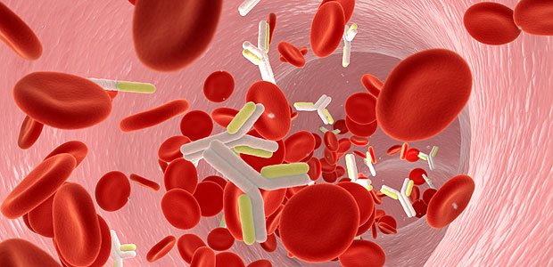 Antikörper gegen Antikörper - nicht selten löst eine Behandlung mit therapeutischen Antikörpern eine humorale Immunantwort aus.