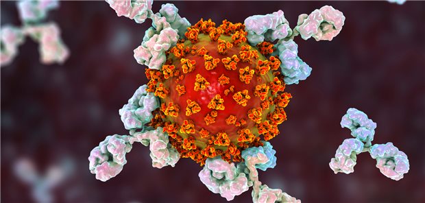 Antikörper (grau) binden an das Spikeprotein von SARS-CoV-2 und neutralisieren das Virus.