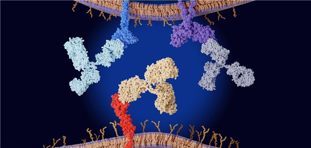 Antikörper (in der Mitte) blockieren das Protein PD-L1 (rot) auf der Krebszelloberfläche, sodass die Zelle nicht an die Checkpoints PD-1 (blau) und CTLA.-4 (violett) binden kann.
