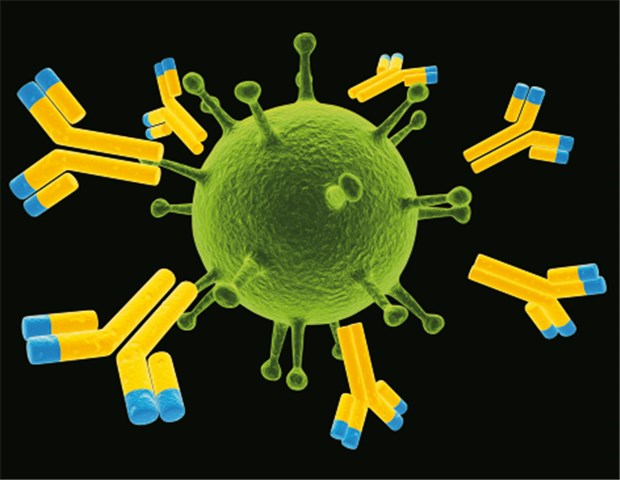 Neue Immuntherapien gegen Krebs Antikörper lassen sich auch spezifisch für die Zerstörung von Tumorzellen verwenden. © S.Kaulitzki/Fotolia.de