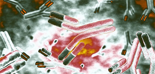 Neuer Therapieansatz entdeckt Antikörper sollen die autoaggressiven Immunzellen bei Multipler Sklerose stoppen.