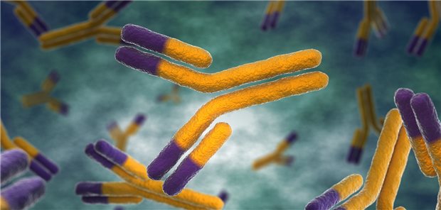 AntikörperAntikörper: unter anderem CD20-Antikörper sind indiziert bei schubförmigen MS-Verläufen.