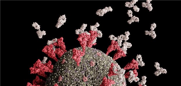 Antikörper (weiß) binden an Spike-Proteine von SARS-CoV-2 und verhindern so, dass das Virus in Zellen eindringen kann. Forscher haben nun kleine Moleküle identifiziert, die möglicherweise ebenfalls die Bindung des Virus an Wirtszellen unterbinden könnten.
