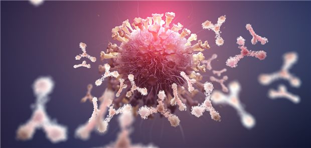 Antikörper (weiß) neutralisieren das SARS-CoV-2: Es ist dabei unerheblich, ob diese als Reaktion auf eine Impfung oder auf eine natürliche Infektion gebildet worden sind.