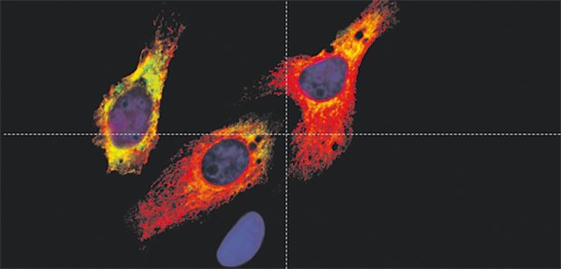 Diese 5 Forscherteams haben sich um den Galenus-Preis beworben Antitumorwirkung immunmodulierender Substanzen © Florian Bassermann
