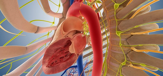 Doch kein Lebensretter Aorta descendens: Eine Ballonpumpe beim kardiogenen Schock sollte keine Routinemaßnahme mehr sein.