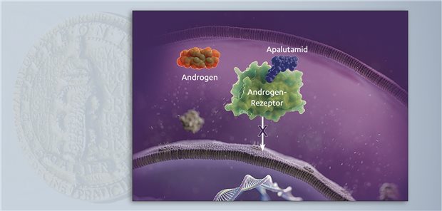 Apalutamid verhindert die Bindung von Androgen am Rezeptor. Dadurch wird die Aktivierung des Androgensignalwegs in den Prostatakarzinomzellen gehemmt. Infolgedessen wird die Proliferation der Tumorzellen gebremst.